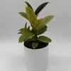 Variegated Zamioculcas 'Chameleon ZZ'