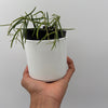 Hoya Linearis