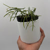 Hoya Linearis