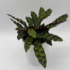 Calathea Lancifolia