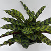 Calathea Lancifolia