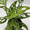 Variegated Monstera Adansonii