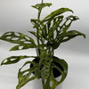 Variegated Monstera Adansonii
