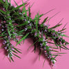 Siberian Motherwort (Leonurus sibiricus)