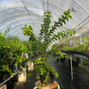 Governor’s Plum (Flacourtia rukam) – live tree