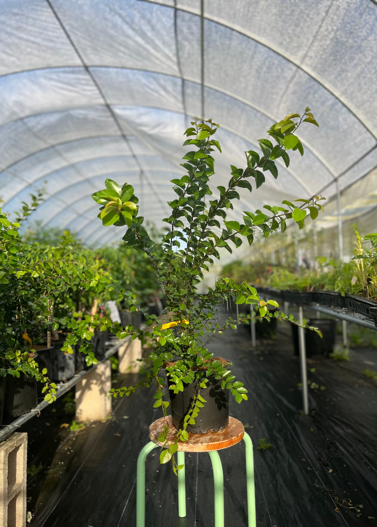 Governor’s Plum (Flacourtia rukam) – live tree