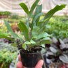 Fern 'Blue Star'