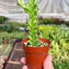 Euphorbia 'Mint Cream'