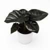 Alocasia Infernalis Kaput