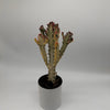 Euphorbia Dragon Bone