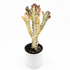 Euphorbia Dragon Bone