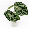 Anthurium Dorayakii 'Silver Blush'
