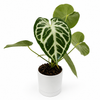 Anthurium Dorayakii 'Silver Blush'