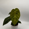 Anthurium Regale