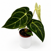 Anthurium Regale