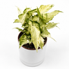 Syngonium Starlite