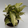 Syngonium Starlite