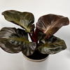 Philodendron Red Heart
