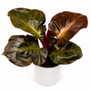 Philodendron Red Heart