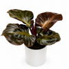 Philodendron Red Heart