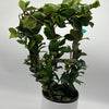 Star Jasmine