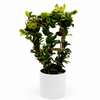 Star Jasmine