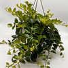 Aeschynanthus Lipstick Plant 'Mona Lisa'