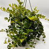 Aeschynanthus Lipstick Plant 'Mona Lisa'