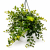Aeschynanthus Lipstick Plant 'Mona Lisa'