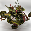 Maranta Red