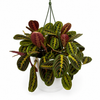 Maranta Red