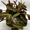 Maranta Red