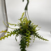 Fishbone Cactus