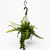 Fishbone Cactus