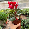 Cyclamen 'Red'