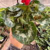 Cyclamen 'Red'