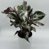 Calathea White Fusion