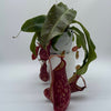 Nepenthes Gaya (Tropical Pitcher Plant)