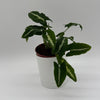 Syngonium Wendlandii