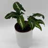 Syngonium Wendlandii