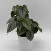 Philodendron Brandi