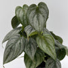 Philodendron Brandi