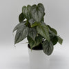 Philodendron Brandi