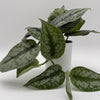 Silver Pothos (Scindapsus Exotica)