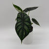 Alocasia Baginda 'Dragon Scale'
