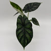 Alocasia Baginda 'Dragon Scale'