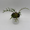 Philodendron Tortum