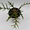 Philodendron Tortum