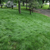 EcoSeed - The No Maintenance Lawn, Fine Fescue Lawn Mix, Eco-Friendly Grass