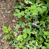 Variegated Porcelain Berry Vine Seeds – Ampelopsis Brevipedunculata Elegans Ampelopsis Glandulosa Amur – photo 10